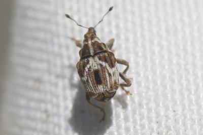  Microplontus molitor (Gyllenhal, 1837)