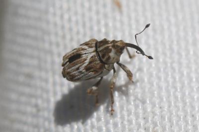  Microplontus molitor (Gyllenhal, 1837)