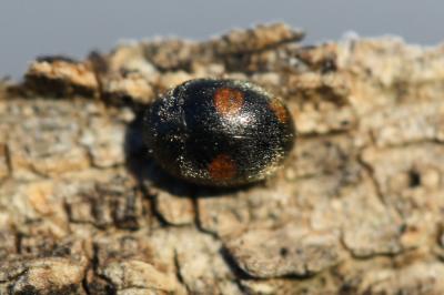  Platynaspis luteorubra (Goeze, 1777)