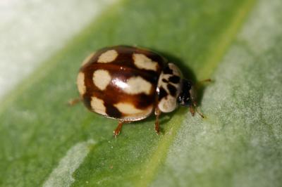 Coccinelle à dix points Adalia decempunctata (Linnaeus, 1758)