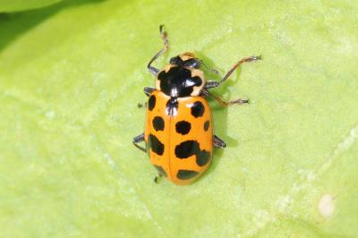 Coccinelle à treize points Hippodamia tredecimpunctata (Linnaeus, 1758)