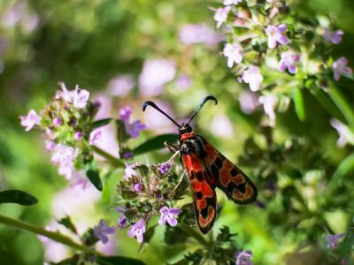 Zygène de la Petite coronille (La) Zygaena fausta (Linnaeus, 1767)