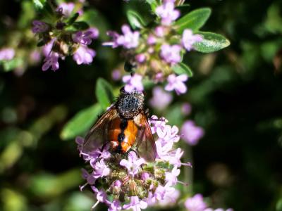  Peleteria rubescens (Robineau-Desvoidy, 1830)