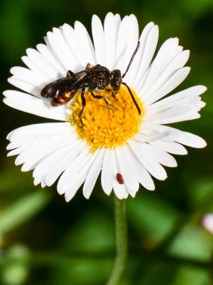  Nomadinae Latreille, 1802