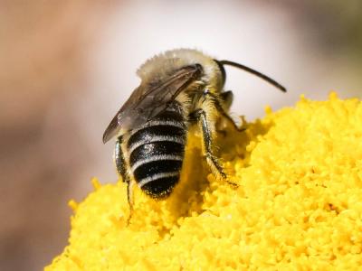  Colletes abeillei Pérez, 1903