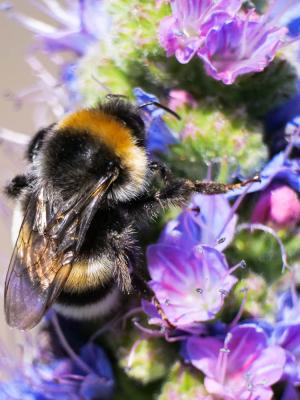 Bourdon terrestre (Le) Bombus terrestris (Linnaeus, 1758)