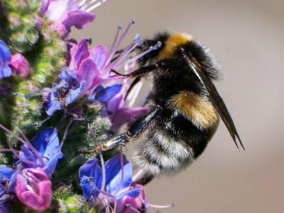 Bourdon terrestre (Le) Bombus terrestris (Linnaeus, 1758)