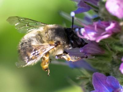Anthophore commune, Anthophore plumeuse, Anthophor Anthophora plumipes (Pallas, 1772)
