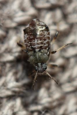 Puceron de cyprès Cinara cupressi (Buckton, 1881)