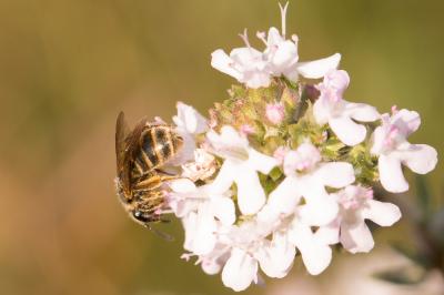  Lasioglossum Curtis, 1833