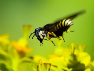  Lestica clypeata (Schreber, 1759)