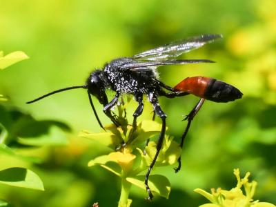  Ammophila sabulosa (Linnaeus, 1758)