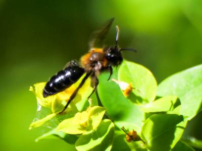  Andrena thoracica (Fabricius, 1775)