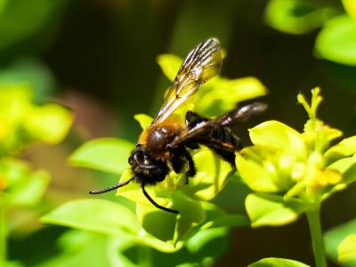  Andrena thoracica (Fabricius, 1775)
