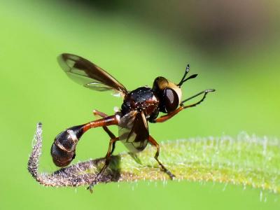  Physocephala vittata (Fabricius, 1794)