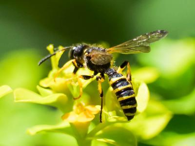  Cerceris arenaria (Linnaeus, 1758)