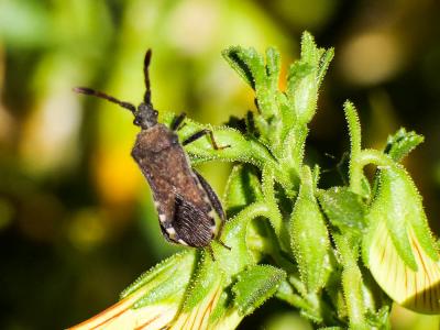 Coriomeris affinis (Herrich-Schäffer, 1839)