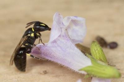  Hylaeus pictipes Nylander, 1852