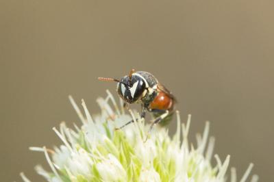  Hylaeus variegatus (Fabricius, 1798)