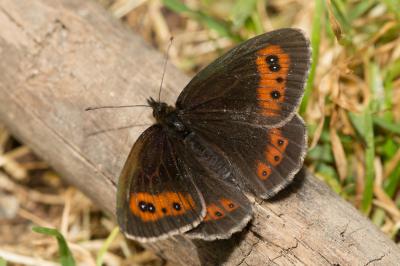 Moiré frange-pie (Le), Moiré frangé (Le) Erebia euryale (Esper, 1805)