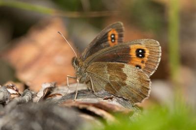 Moiré sylvicole (Le), Nègre à bandes fauves (Le),  Erebia aethiops (Esper, 1777)