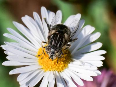  Eristalinus sepulchralis (Linnaeus, 1758)