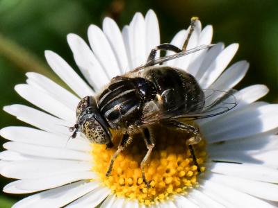  Eristalinus sepulchralis (Linnaeus, 1758)