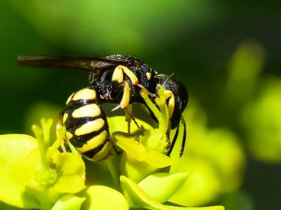  Lestica clypeata (Schreber, 1759)