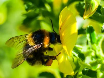 Bourdon des jardins Bombus hortorum (Linnaeus, 1760)