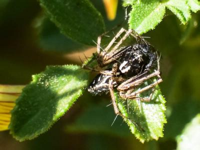  Oxyopes nigripalpis Kulczynski in Chyzer & Kulczynski, 1891