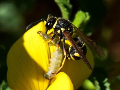  Eumeninae Leach, 1815