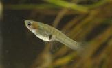 Gambusie Gambusia affinis (Baird & Girard, 1853)