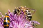  Halictus quadricinctus (Fabricius, 1776)