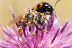  Halictus quadricinctus (Fabricius, 1776)