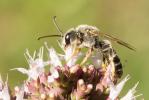  Halictus quadricinctus (Fabricius, 1776)