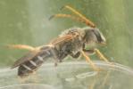  Halictus quadricinctus (Fabricius, 1776)