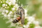  Lasioglossum nigripes (Lepeletier, 1841)