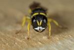  Lestica clypeata (Schreber, 1759)
