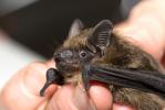 Sérotine commune Eptesicus serotinus (Schreber, 1774)