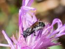  Megachile Latreille, 1802
