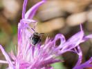  Megachile Latreille, 1802