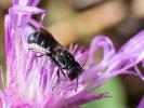  Megachile Latreille, 1802