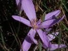  Colchicum L., 1753