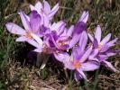  Colchicum L., 1753