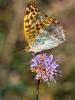 Tabac d'Espagne (Le), Nacré vert (Le), Barre argen Argynnis paphia (Linnaeus, 1758)
