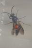  Mutillidae Latreille, 1802