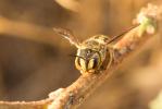  Anthidium loti Perris, 1852