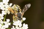  Anthidium oblongatum (Illiger, 1806)