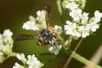  Anthidium oblongatum (Illiger, 1806)