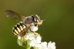  Anthidium oblongatum (Illiger, 1806)